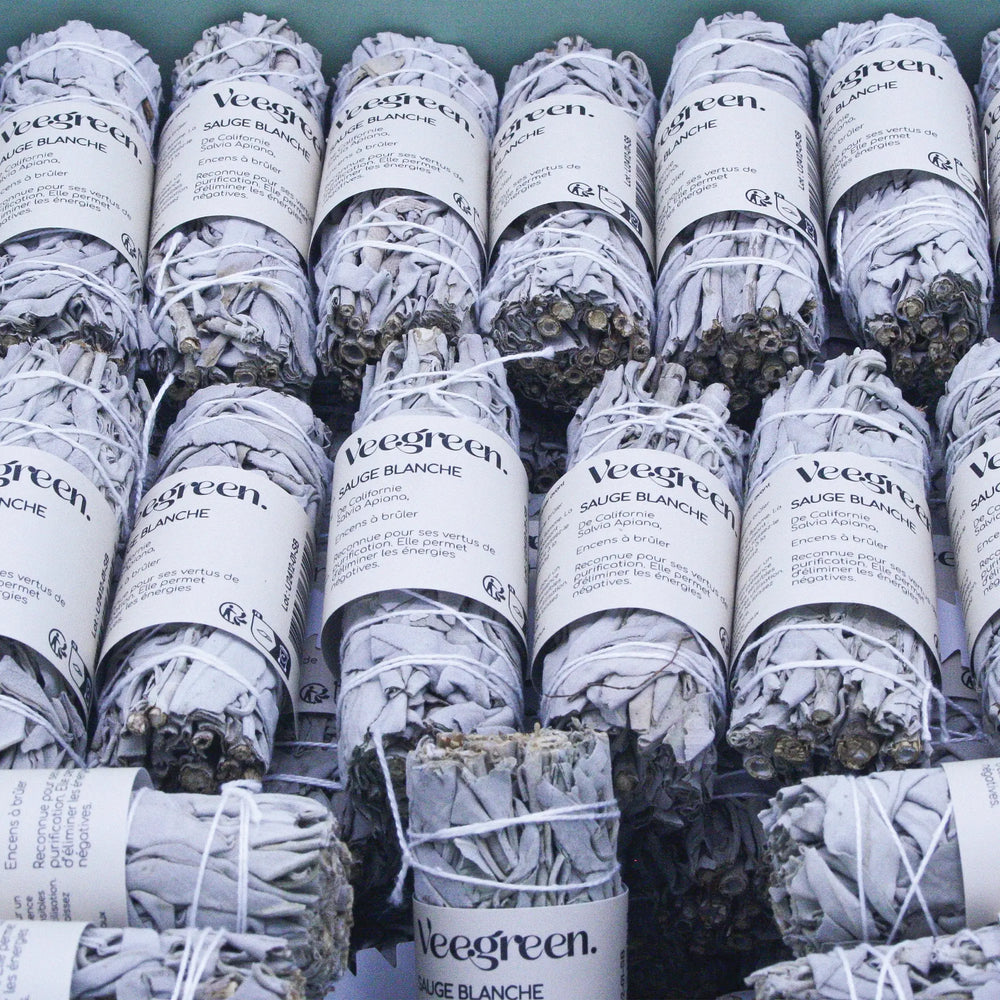 Sauge Blanche Prêt à vendre x60 pcs Veegreen